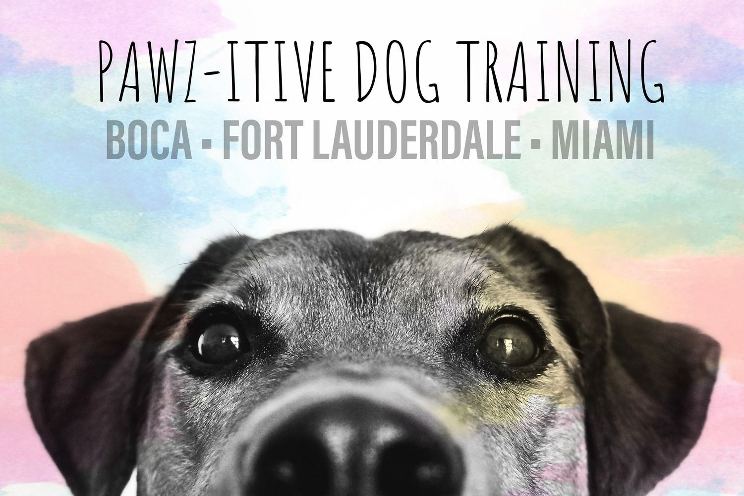 Pawzitive Dog Training Dog Training Miami, Florida