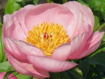 Fragrant, single; large flower, cupped petals are warm pink, sometimes streaked slightly darker.
