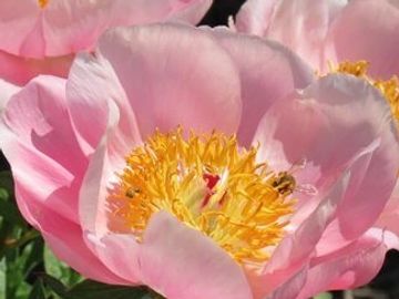 Fragrant, single; large size flower, cupped petals are soft pink, sometimes streaked slightly darker