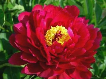 Semi-double flower form; petals of a near spectrum red, an uncommon color in a peony flowering at th