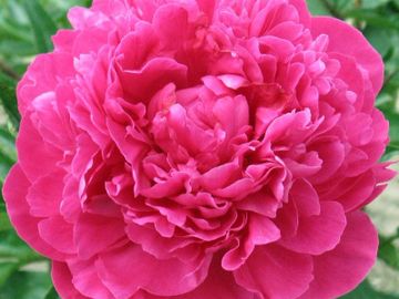 Full double; large flower, opens rosy red to deep pink, gorgeous exhibition form flower.