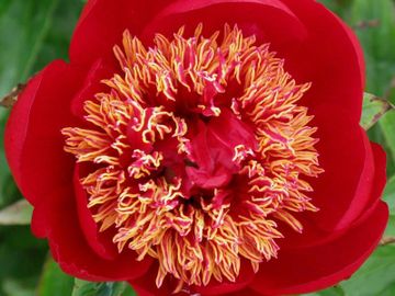 Japanese; large flower, opens dusky deep red. Broad, well-formed petals surround a boss of gold.