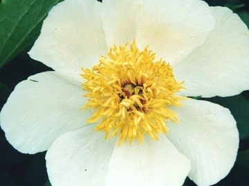 Single, large, cream passing to white; heart-shaped petals centered by a large a yellow boss. 