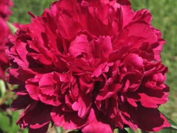  S3LCRAFT 1 Meter 14 cm Wide Red Peony Flowers