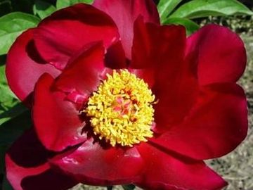 Single; large size flower, opens clear, velvety wine red.  Good plant habit, vigorous, dependable. 