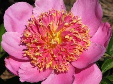 Japanese; large center framed by cupped guards, color pink suffused with golden buff, petalodes stre