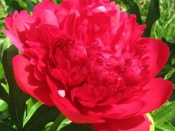 Japanese, bomb double on well grown mature plants; medium size, opens in a rich, warm red. 