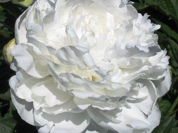Full double, mildly fragrant flower; large, opens blush, fading white as the flower matures.