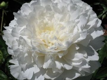 Full double; large flower, opens rosy blush the petals quickly paling white; exhibition quality.