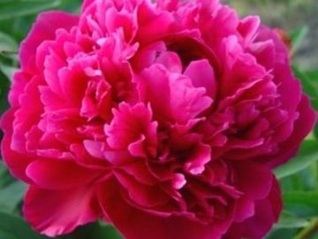 Full double; large, opens medium red, may be dark, rose pink when grown in hotter climates. 