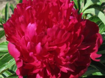 Bomb; medium, wine-crimson petals and petalodes form a neat flower with mounded center. 