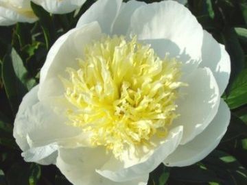 Japanese; large, opens white. Large guard petals surround a center of narrower off-white petalodes.