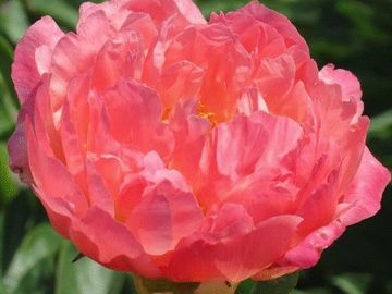 Fragrant, semi-double; medium size flower, opens light salmon pink. 