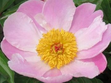 Single; large flower, opens cool pink. Large petals with good substance surround a yellow center. 