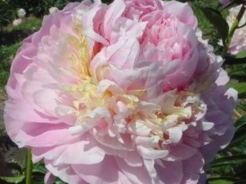 Fragrant, full double; large, opens bright pink. On mature plants a collar of yellow staminodes.