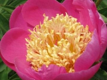 Japanese form, bright red-pink guard petals surround a center of light yellow staminodes.