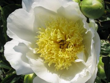 Fragrant, Japanese; medium size, opens white. Broad petals surround a large cluster of narrow, golde