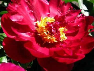 Single, large dark red blooms. The deep red color is always a standout when in bloom.