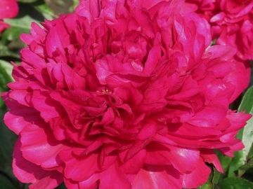 Deep rose to rose red, large double flower, reminiscent of a rose flower. Stems sturdy and straight.