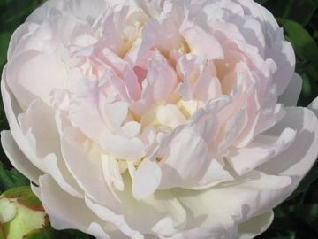 Very fragrant, full double; large, sumptuous flower, opens blush pink, fading white with age.