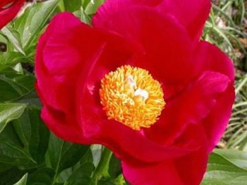 Single flower form; cupped large petals, spectrum red color enhanced by its smallish yellow center. 
