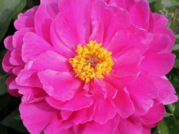 Semi-double; large flower, opens medium rose pink, many petals, tips and margins frosted.