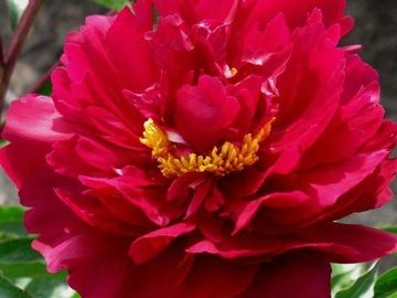Semi-double, double form on well grown mature plants; dark red, flowers hold their color well. 