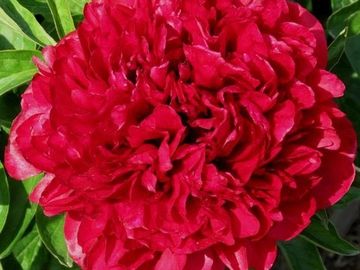 Bomb double; medium, of bright red color, densely petaled. Flower size proportional to the plant.