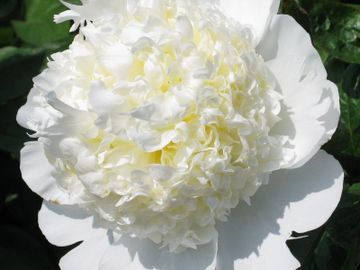 Fragrant, bomb double; medium large, ivory white, petals smooth with good substance, refined form.