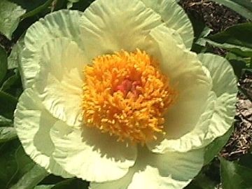 Single; large, opens bright yellow. Large petals cupped, fluted and well-rounded. Center boss yellow