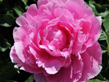  Easy to Grow Peony 'Alexander Fleming' Plant Division (1 Pack)  - Fragrant Pink Flowering Blooms in Spring Gardens : Patio, Lawn & Garden