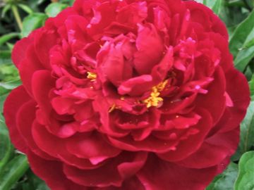 Full double; large size flower, opens dark red nearly maroon in color, petals with good substance.