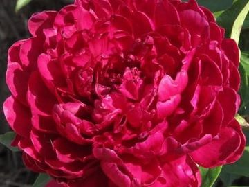 Full double; medium to large size flower, opens dark crimson with a blackish sheen, but not dull. 