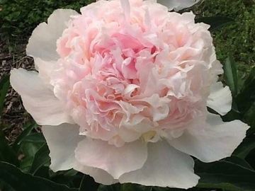 Bomb double; large flower, mild fragrance; the complex flower makeup imparts rich color.
