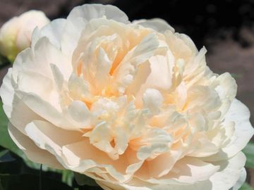 Full double form on mature plants; fragrant. Petal color is in shades of apricot, darker at opening.