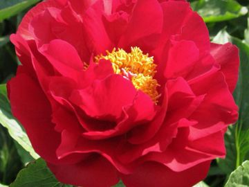 Fragrant, semi-double; medium large flower, opens radiant deep red, several rows of slightly ruffled