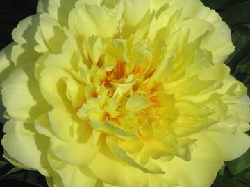 Semi-double, on mature well grown plants double flower form possible; large, petals lemon-yellow wit