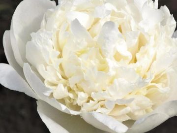 Bomb double, large; opens cream color, changes to pure white with age. Guard petals are large.