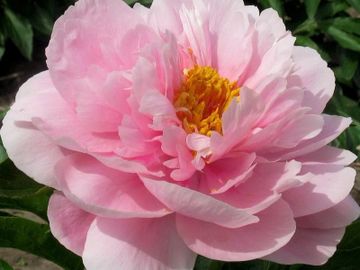 Semi-double; large. Three to four rows of large, pink guard petals surround a yellow center.
