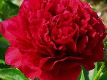 Full double; very large, rich red petals, incurved with extraordinarily heavy substance. 