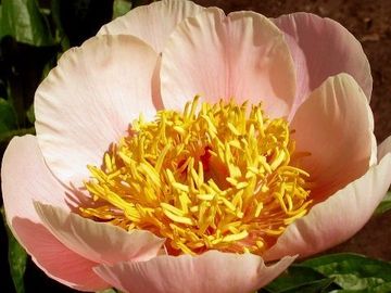 Single; large flower, opens light peachy pink. Petals accentuated with elongate cerise pink flare.
