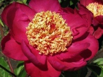 Japanese; medium size flower, opens bright rose red and does not fade in the sun. 