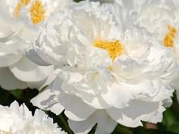 Semi-double; large, white flowers. Fragrant. Layers of snow-white petals surround cluster of yellow 