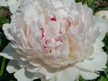 Very fragrant, bomb double; opens blush paling white in the sun; sharp red highlights on petal edges