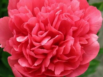 Opens a striking reddish orange, unique in peonies, passes to light apricot orange in the sun.