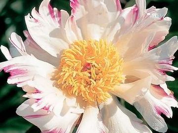 Single, on well-established plants semi-double flower; opens white with prominent red flairs.