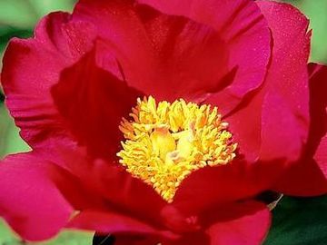 Single; large flower, opens vibrant deep red. Large petals, good substance, cup shaped, surround clu