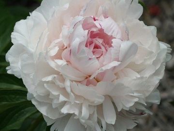 Fragrant, full double; large flower, blush pink petals loosely arranged, center with bright red mark