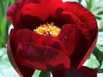 Japanese, variable range of forms, large, deep maroon, nearly black red. Golden  center cluster.