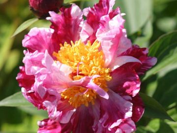 Semi-double; medium large, opens blush rose with wine red markings. Ruffled petals.